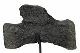 Sauropod Distal Caudal Vertebra w/ Stand - Bone Cabin Quarry #356932-2